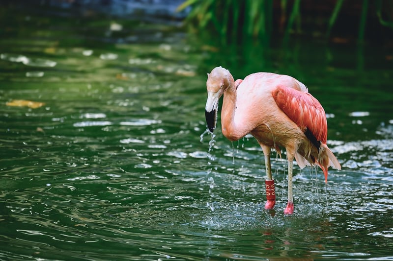 Bird Bath